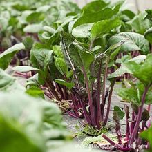 �t��̦�N���ļ�����ķN���̨���������̦�Ͳ˲��İײ�̦�N��