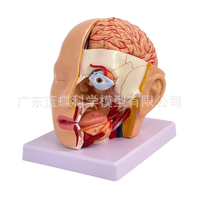 ��ѧ��������ͷ�����ʸ��Զ���ģ�� ͷ�в�����ͷ�Խ��ʿɲ�4����