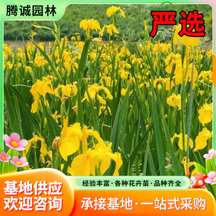 �S���ѻ���ˮ��ֲ���S���SβͥԺ�̨ˮ���쾰��غӵ��G�������l