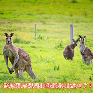 ����ԭƿԭ�b�M�ڳ�ϼ��ɼt���ѾƸ߾ƾ���15%�ϰ��M�����lֱ�N