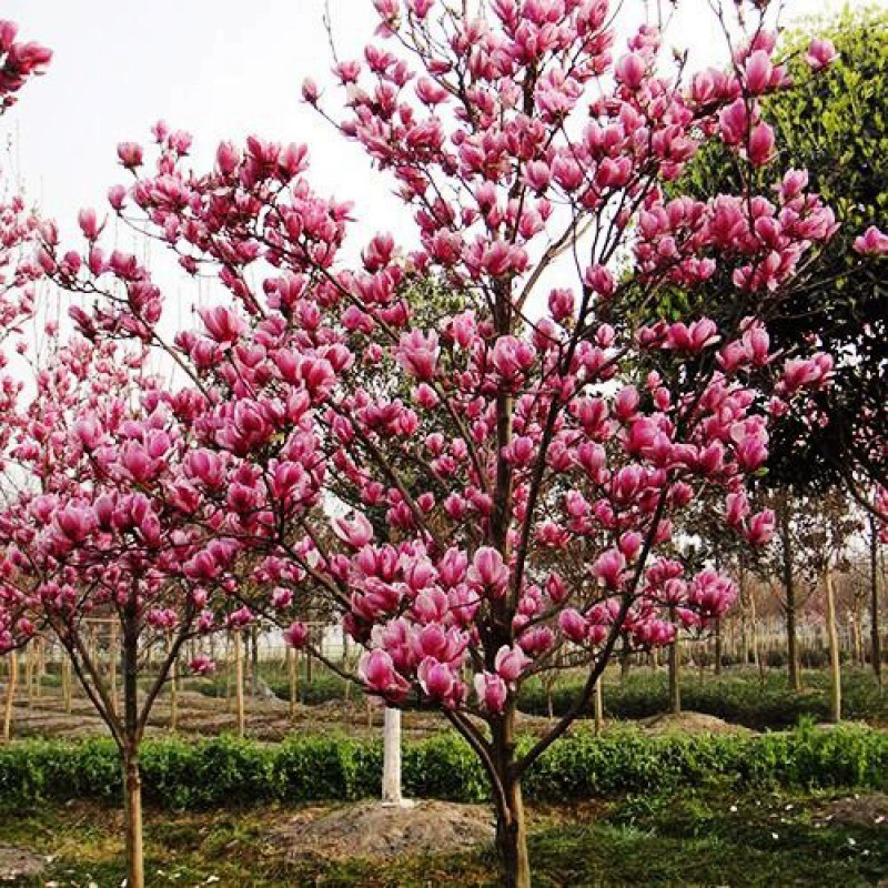 Фиолетовый саженцы магнолии Саженцы белой магнолии Саженцы Желтых Цветов магнолии Саженцы Красной магнолии Озеленение сада магнолии во дворе
