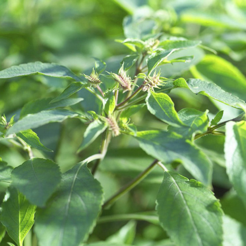 牛膝种子 中药材 纯新牛夕籽 中草药种子 川牛膝籽 怀牛膝子 易种