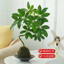 ���_ľ�辰ˮ��̦�\���������԰˷���ֲؔ���҃ȿ͏d�k������Gֲ