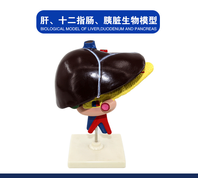 33216肝、十二指肠、胰脏生物模型_02.jpg