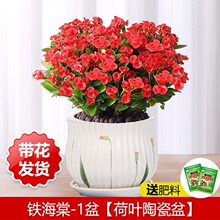 �F�������Ի����҃��辰�Gֲ�ļ��_������÷�k���̨�����_��ֲ��
