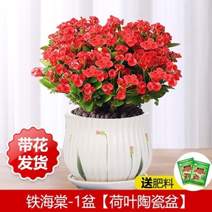 �F�������Ի����҃��辰�Gֲ�ļ��_������÷�k���̨�����_��ֲ��