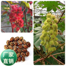 ݻNӱNӱӾGNӼtNļҰ