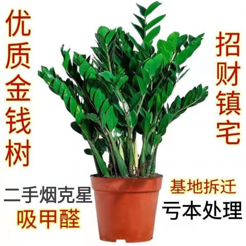 Money Tree Potted Plant Indoor Money Plant for Attracting Wealth, Living Room Green Plant, Evergreen Flowers, Wholesale Bonsai