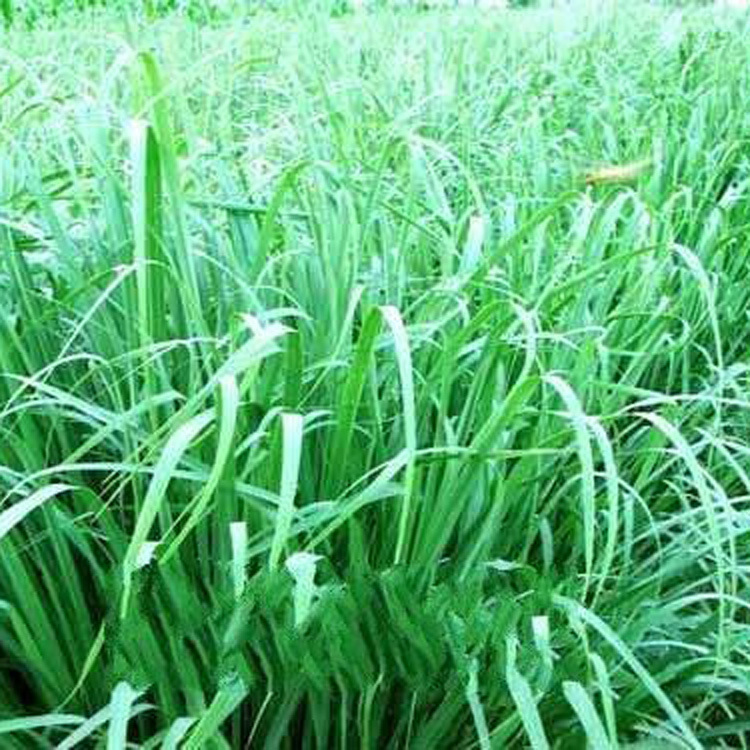 柠檬草香精，柠檬香精，柚子香精，洗洁精香精，空气清新剂香精