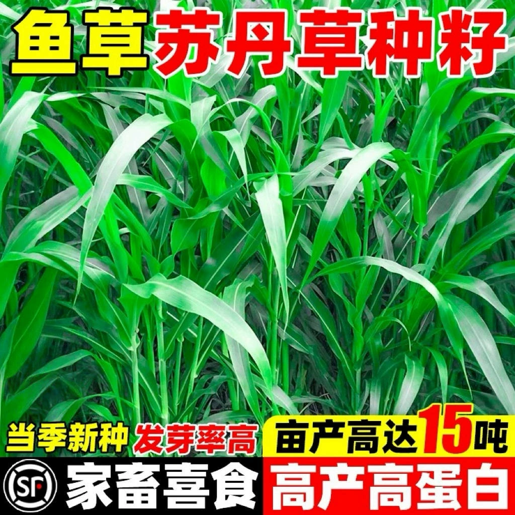 Судан семян трав рыбы трав семян высокая урожайность разведения крупного рогатого скота овец курица утка гусь качество Судана семян трав