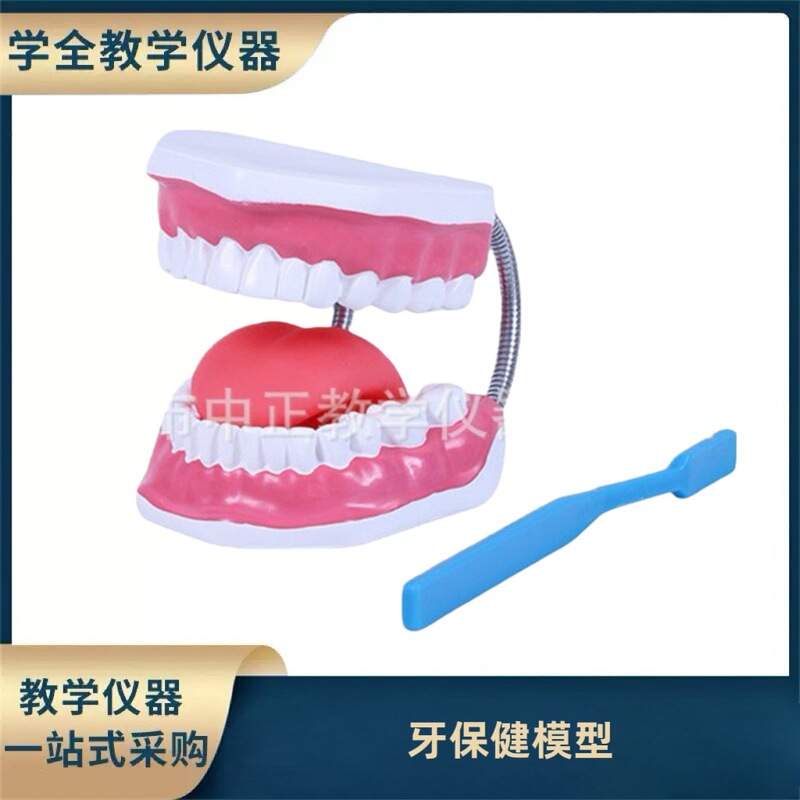 Dental Health Model, Oral Care, Dental Model, Kindergarten Children's Teaching Aids and Equipment, Dental Model Manufacturer Supply
