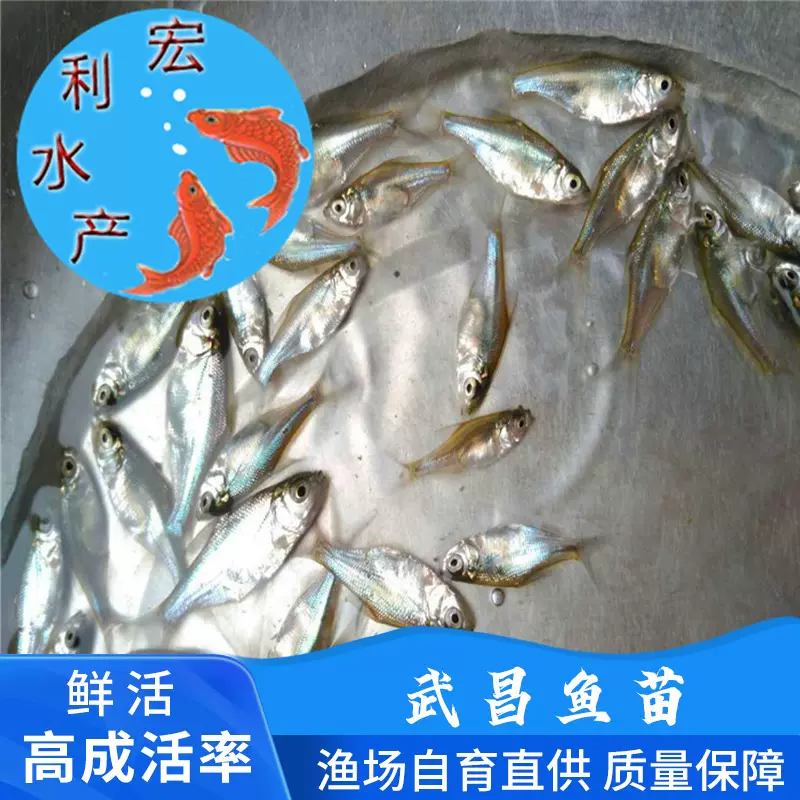 供应武昌鱼苗 团头鲂鱼苗 鳊鱼苗 三角鲂鱼苗 边鱼苗 黑鳊鱼