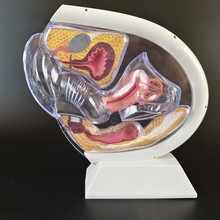 ���w͸���ӌmģ�Ϳ�ҕŮ����ֳ����ģ��Ӌ������չʾ��Ʒ���ս̾�