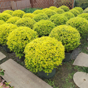 ����Ůؑ������ľ���ļ���������Ůؑ����ͥԺ�̨�e�����R���l