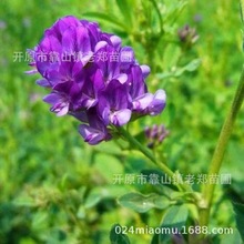 �ϻ���ޣ�N�ӈ@�־G��������ˮ���o�·N�ӱ����ͺ��Bֳ������ޣ��