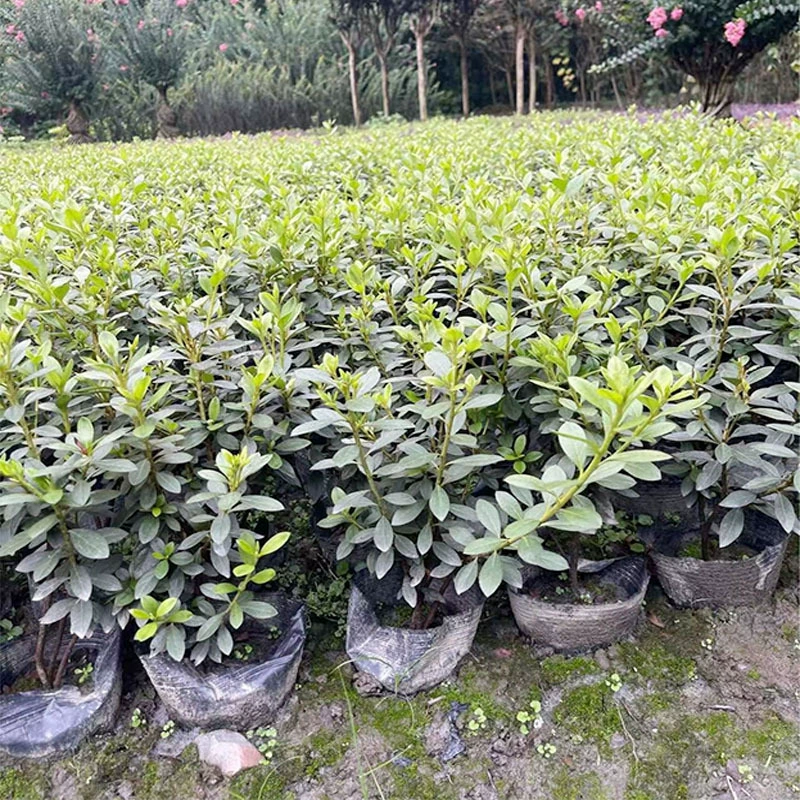 Весенняя кукушка 16 чашек саженцы Азалия Гора Красная Гора Красный сад Чэнду сад наземные саженцы