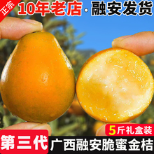 正宗广西融安脆蜜金桔第三鲜果大果新鲜脆蜜金柑应季水果礼盒装