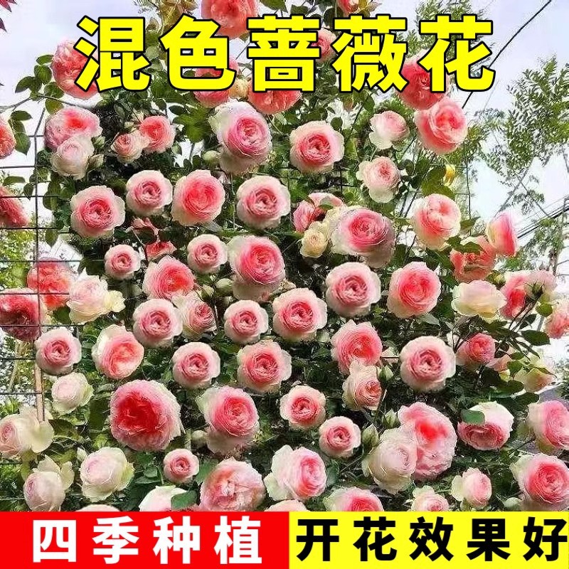 爬墙蔷薇花种子开花月季花种原装四季蔬菜花卉种子大全菜种子批发