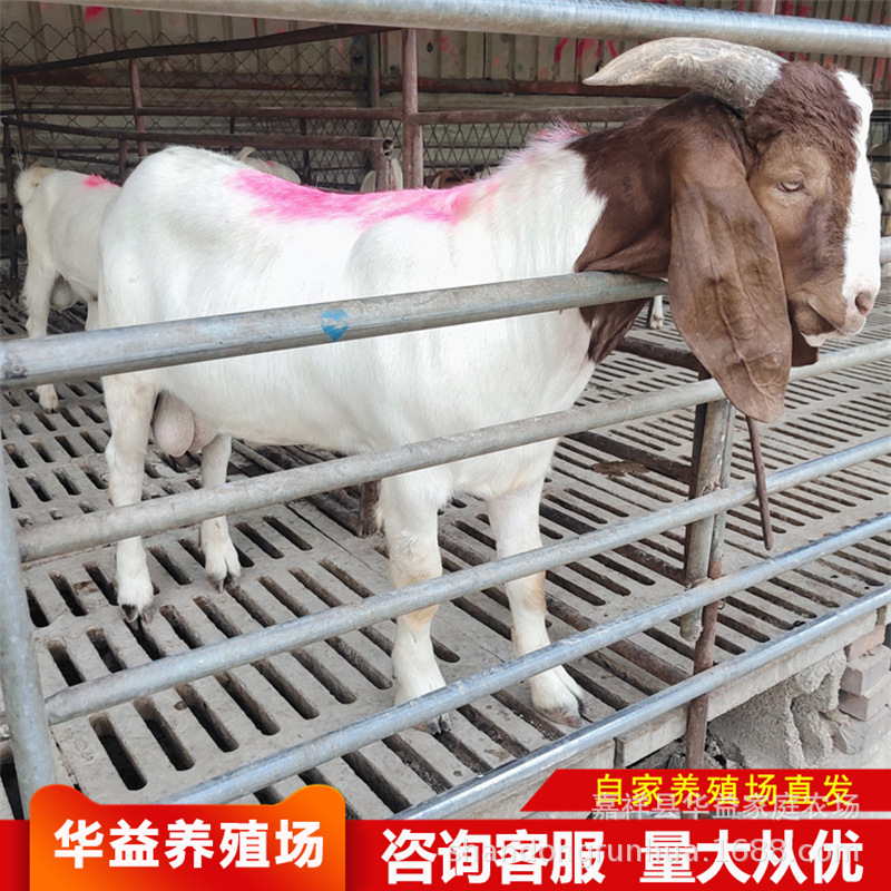 波尔山羊 自己的养殖场养的波尔山羊 美国白山羊羊羔