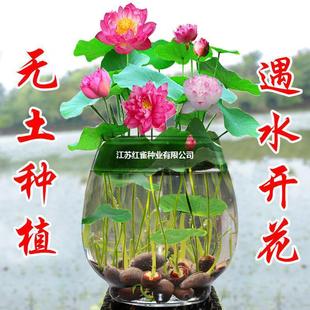 �ļ���ɏ�_�����l�N��ˮ��ֲ��ɻ������^�����N˯ɏ��˹��̫ꖻ�