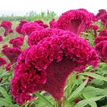 鸡冠花花种籽似花非花植物四季种易活庭院盆栽鸡冠花五颜六色花卉