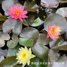 睡莲水体绿化植物净化水质红紫色重瓣花卉夏季开花植物基地批发