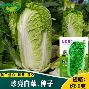 ����ϣ����ײ˷N�� �r��ˈ@�Nֲ������������̖�ײ���