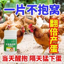 醒抱灵不让母鸡孵化扒窝抱窝灵番鸭醒窝母鸡抱窝醒速效饲料添加剂