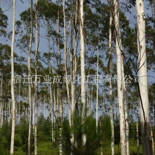 Newly Harvested Eucalyptus Seeds, Fast-Growing Eucalyptus Seeds, Giant Eucalyptus, Small-Leaf Eucalyptus Seeds, Free Shipping for Park Street Trees