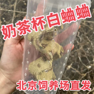 �����l؛�����л����ͺ��J���w�����̲豭�޽��،m�����������