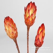 南非雪莲花进口小公主花天然植物真花干花永生花材代发