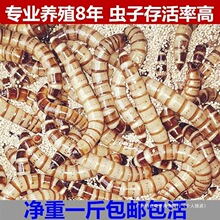 �����x���x����x��̖�S���x�����~������ϰ˸箋ü�Bʳ�x��