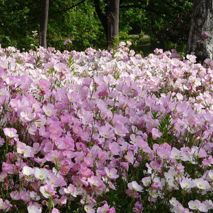 Planting Base Company Wholesale Evening primrose Seeds Evening primrose Grass Grass and Grass Seeds for Lawn Projects