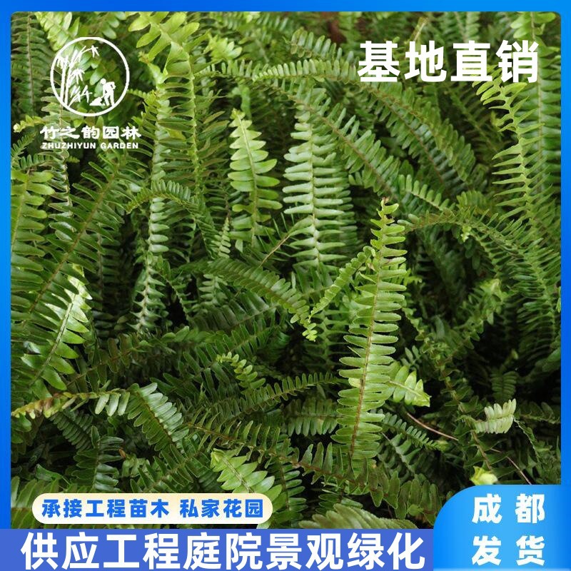 肾蕨盆栽波斯顿蕨类排骨草工程绿化室内外观叶植物庭院花镜蕨类