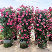 蔷薇花苗藤本月季大花浓香庭院爬藤植物花卉盆栽欧月玫瑰四季开花