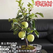 矮化盆栽苹果树果苗地栽室内南北方种植冰糖心苹果树苗当年结果苗