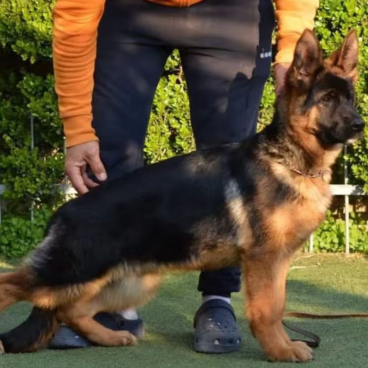 出售德牧幼犬活体狗狗双血统德国牧羊犬工作犬搜救犬军警犬护卫犬