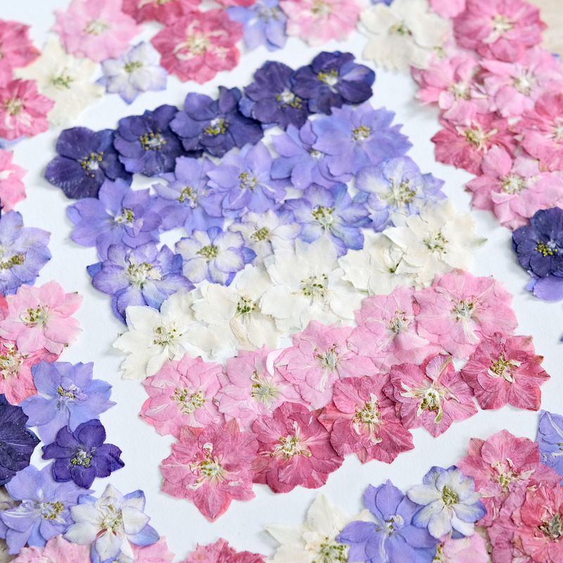 Dried and pressed swallowtail flowers, natural real flower plant specimens, resin craft materials for nail art and makeup