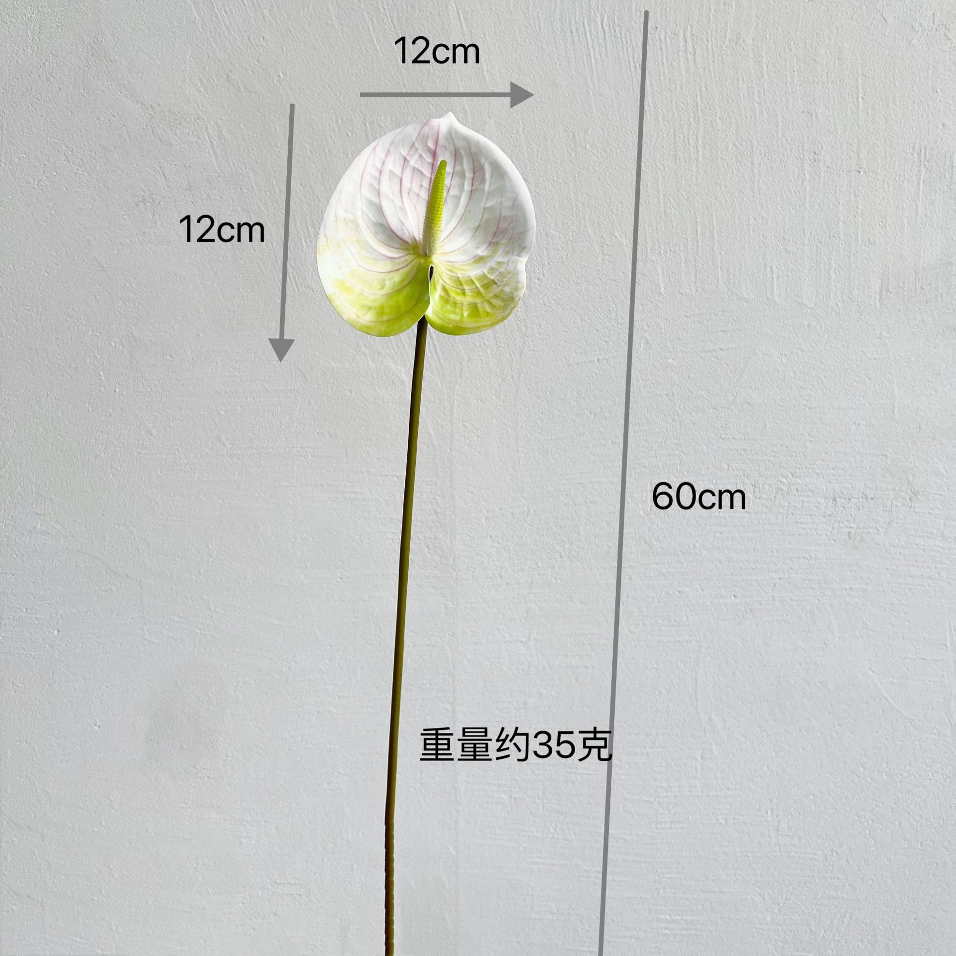 3D 안스리움 [흰색과 녹색]