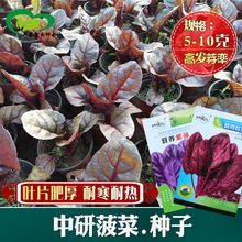 红菠菜种子阳台盆栽易种紫菠菜种子阳台盆栽 耐寒热四季播