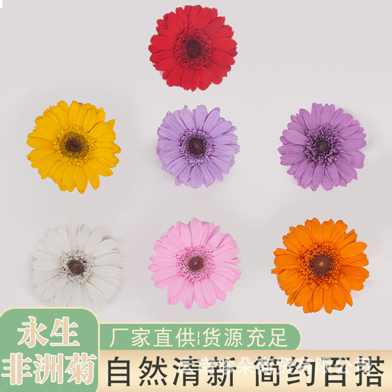 永生小葵花非洲菊扶郎菊向日葵干花仿真花教师节送礼物diy制作