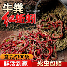 蚯蚓活体红蚯蚓一斤活饵垂钓鱼饵料鲫鱼鲤鱼专用鱼食钓鱼饵料鲜活
