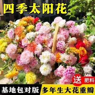 ̫ꖻ��ļ�̫ꖻ��玧�����������ɫ�R�X�{�ذ������