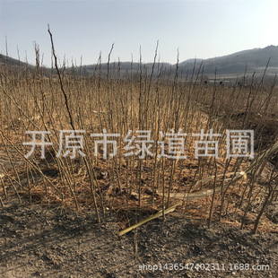 �|���|������С��G�����̴�����v1-20�����������ǘ������l