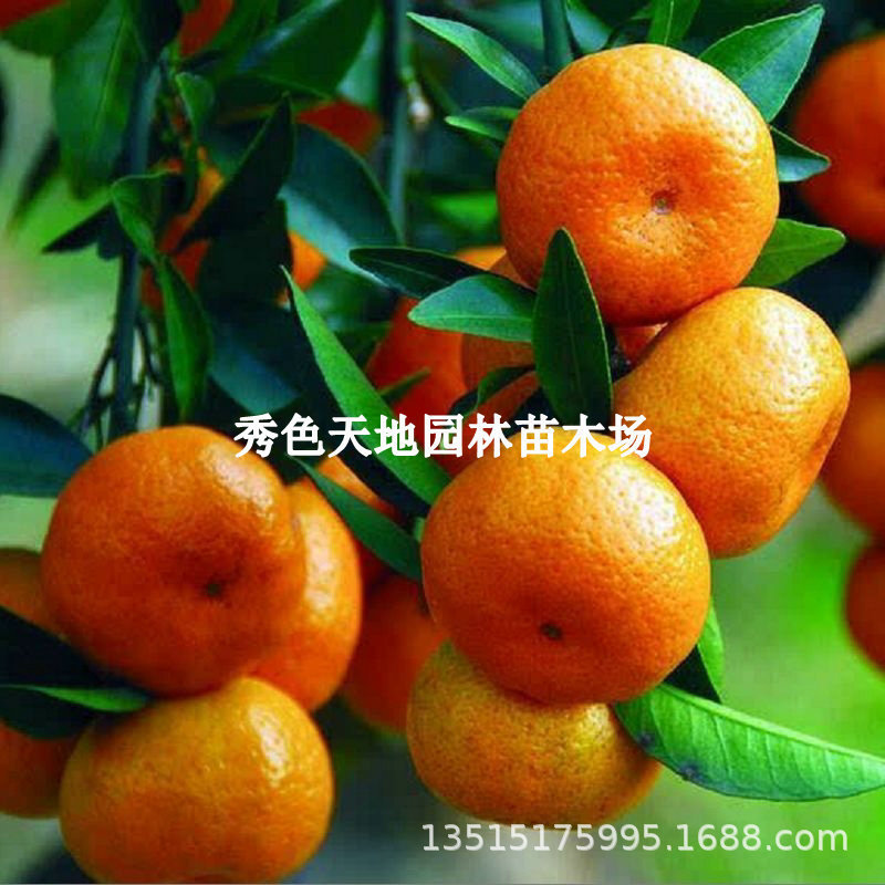 Authentic Jiangxi Nanfeng Tangerine Seedlings Grafted Nanfeng Tangerine Saplings Tribute Oranges Early Maturing Orange Seedless Fruit Saplings South