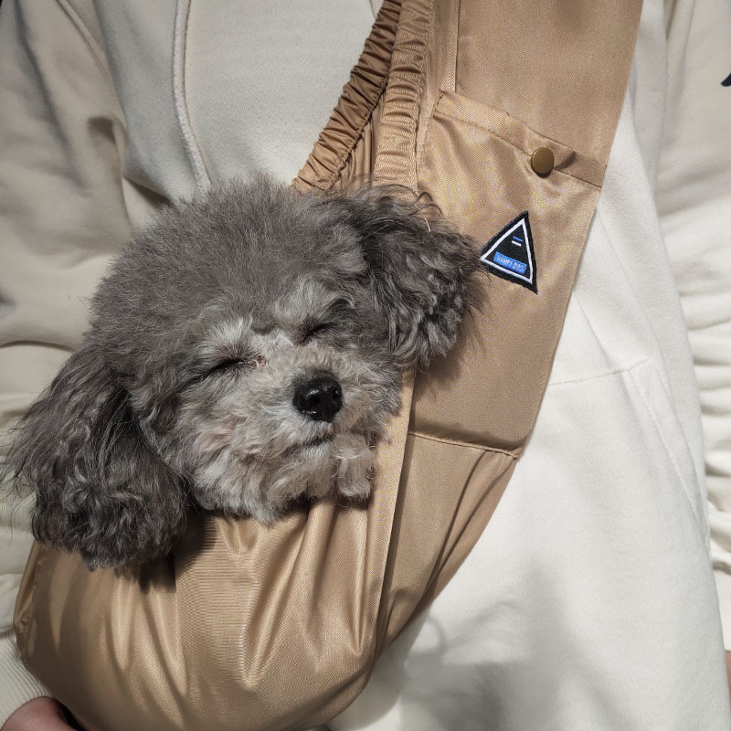 卸売りペットのリュックサック犬は旅行に出かけます。|undefined