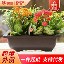 爱丽思盆景盆长方形塑料花盆矮盆加厚树脂透气多肉盆栽种植育苗盆