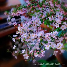 ��ɫѩ��ֲ���ذꇊѩ�����Զ���ͥԺ�ͺ��͟Ứ�R��ꎶ���������