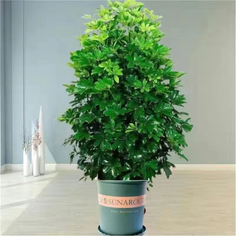 오리지널 흙 [고급 갤런 분지] 특수 비료 + 약품 + 트레이