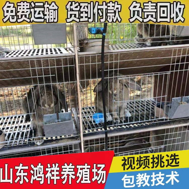 u=3600768152,3082634811&am